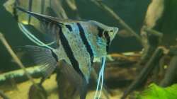 Besatz im Aquarium 350 liter Rio nanay Skalare und Welse
