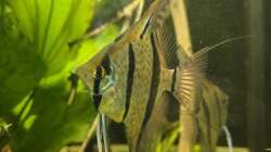 Besatz im Aquarium 350 liter Rio nanay Skalare und Welse