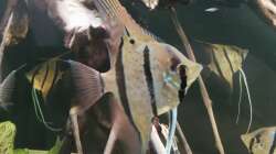 Besatz im Aquarium 350 liter Rio nanay Skalare und Welse