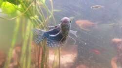 Blauer Fadenfisch m (2)