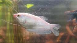 Opalfadenfisch m