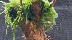 Bonsai Ulme & Taiwanmoos