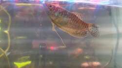 Goldener Fadenfisch w (1)