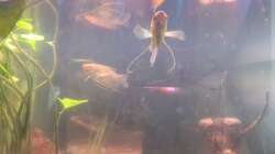 Goldene Fadenfische