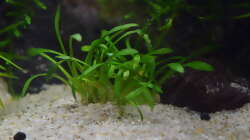 Cryptocoryne parva