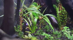 Hygrophila lancea Araguaia