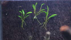Unbekannte Stelis Art