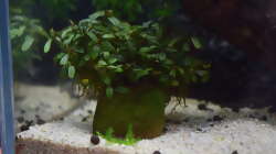 Neoregelia Mini Needle Leaf