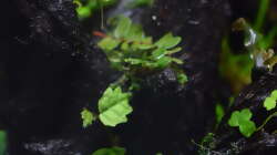 Ficus scandes im Hintergrund Marcgravia umbellata