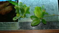 Ableger der Echinodorus Ozelot Green