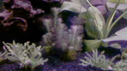 Pflanzen im Aquarium Becken 7671
