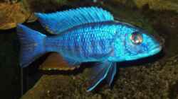 Scianochromis fyeri