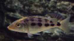 Fossorochromis rostratus - Weibchen