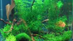Pflanzen im Aquarium Becken 7745