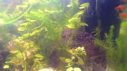 Pflanzen im Aquarium Becken 7752