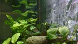 Pflanzen im Aquarium Becken 7813