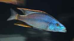 Dimidiochromis compressices `The Boss`