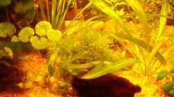Pflanzen im Aquarium Becken 7950