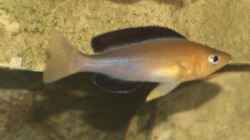 Cyprichromis Jumbo Yellow Head