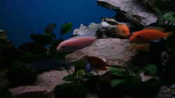 Besatz im Aquarium Becken 800