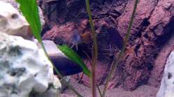 4xPseudotropheus acei Nachwuchs hat bis heute noch nie ??berlebt 