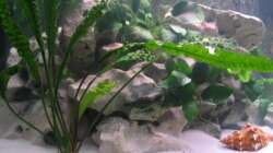 Cryptocoryne wachsen wie mist im Becken