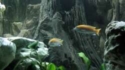 Ungewolte Zucht von damals 