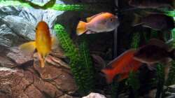 bunte Mischung der Malawis`s