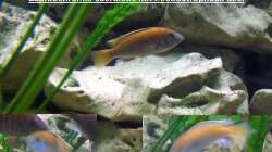 Ungewolte Zucht von damals 