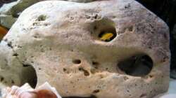 Steinaufbauten ideal zum verstecken der Malawi`s