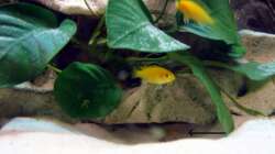 Nachwuchs + ganz frischer Nachwuchs (gelber Malawi)