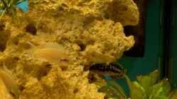 Eine Prinzessin vor der Höhle des Julidochromis marlieri