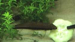 Siamesische Rüsselbarbe