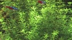 Hemianthus micranthemoides