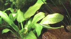 Echinodorus horizontalis mit Ansatz zur Blütenbildung