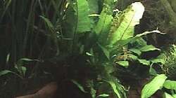 Microsorum pteropus auf Moorkien im Hintergrund Vallisneria spiralis