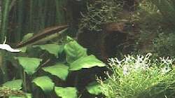 Anubia auf Wurzel, im Vordergrund etwas Riccia fluitans