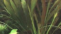 Echinodorus ´rubin´