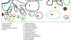 ursprünglicher Bepflanzungsplan