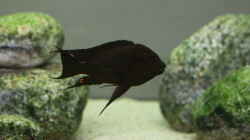 Petrochromis trewavasae WF male