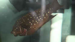 Petrochromis trewavasae WF Eier 2