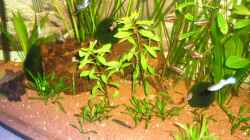 Pflanzen im Aquarium Becken 8222