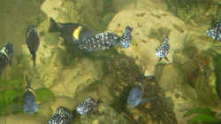 Besatz im Aquarium Becken 829