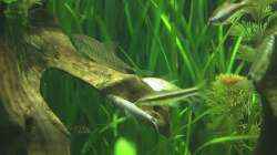 Netzpinselalgenfresser