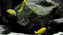 Die Labidochromis Yellows schwärmen aus