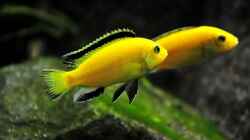 Labidochromis Yellow-Paar flaniert gemeinsam