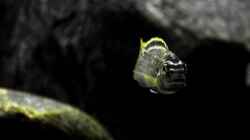 Melanochromis auratus (M) Closeup frontal