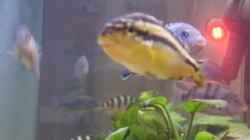 Melanochromis Auratus (w)