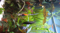 Aquarium Becken 8428