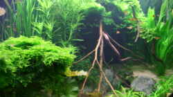 Pflanzen im Aquarium Becken 8463